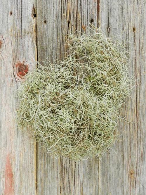 SPANISH MOSS  NATURAL GREENS